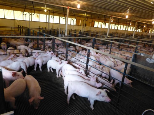 SV- farm 2 pigs in stalls