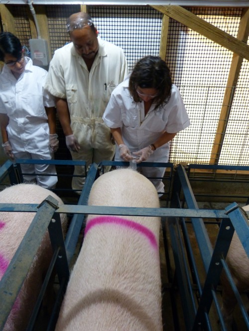 pig insemination